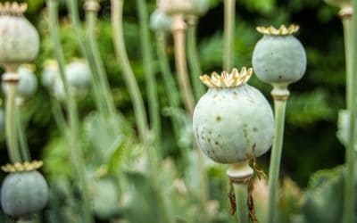 “Heroin Chic” – How the Media Can Encourage Drug Addiction